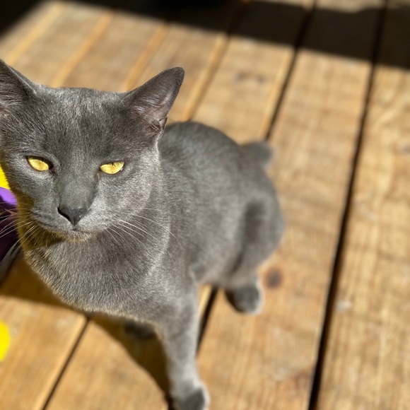 Meet your Posher, Taylor - Picture 2 of 3